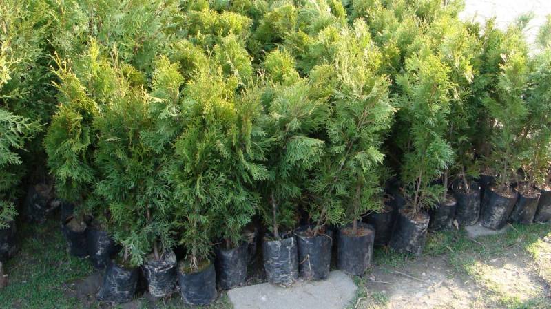 ox_tuje-sadzonki-tuja-rozne-rodzaje-50-90-cm-od-6-zl-szt-hurt-cieszyn