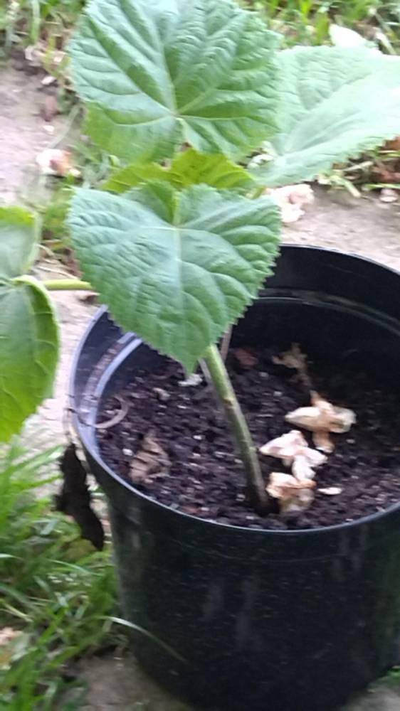 ox_sadzonka-paulownia-cesarskie-drzewko-fioletowe-kwiaty