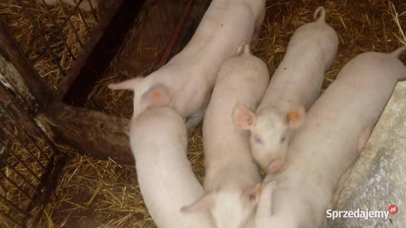 ox_prosieta-rasy-miesnej-prosto-od-rolnika-z-chlewni-polecam