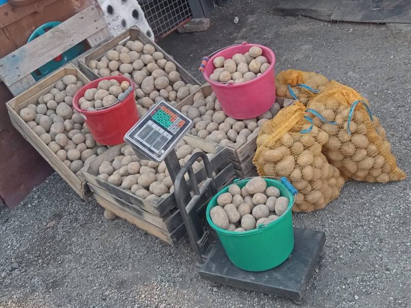 ox_ziemniaki-jadalne-odm-gala-od-rolnika-juz-na-zime-mozliwy-transport