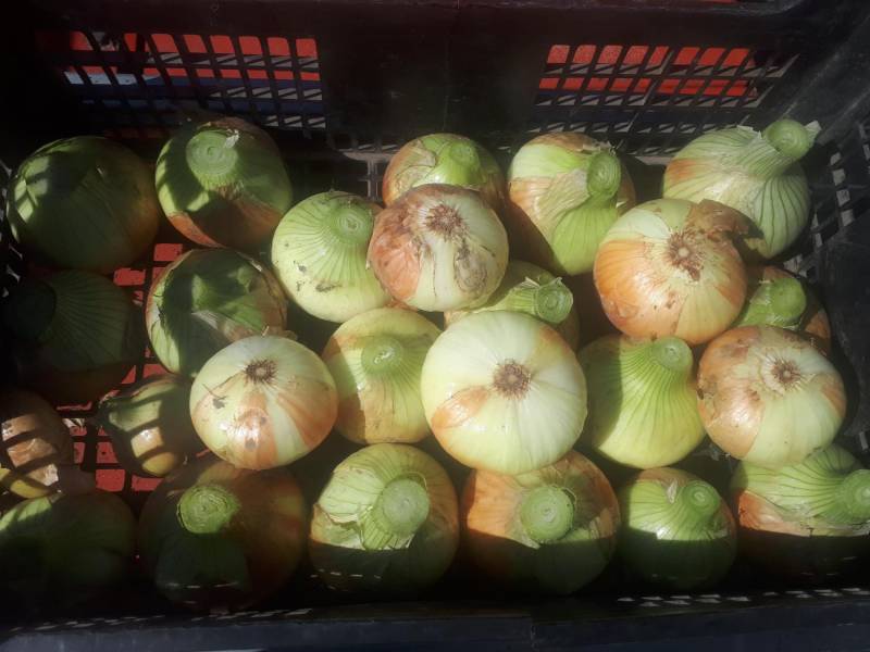 ox_czosnek-ziemniaki-cebule-sprzedam
