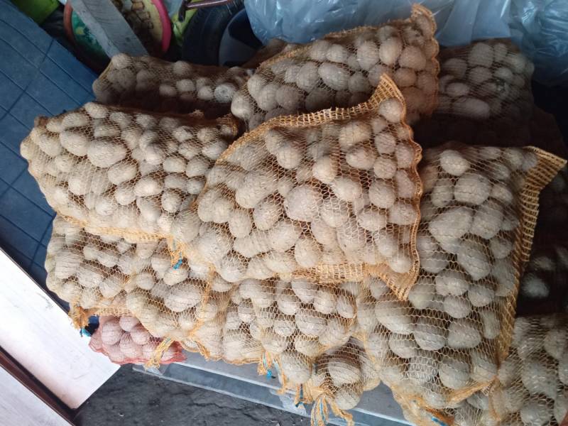 ox_ziemniaki-gala-na-zime-z-transportem-w-cenie-zakupu-minimum-200-kg