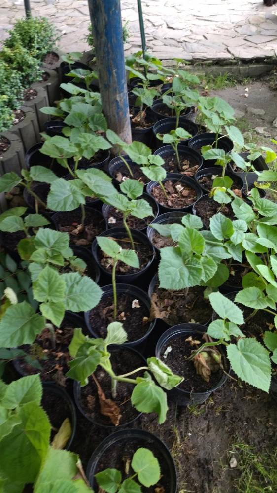 ox_sadzonka-paulownia-cesarskie-drzewko-fioletowe-kwiaty