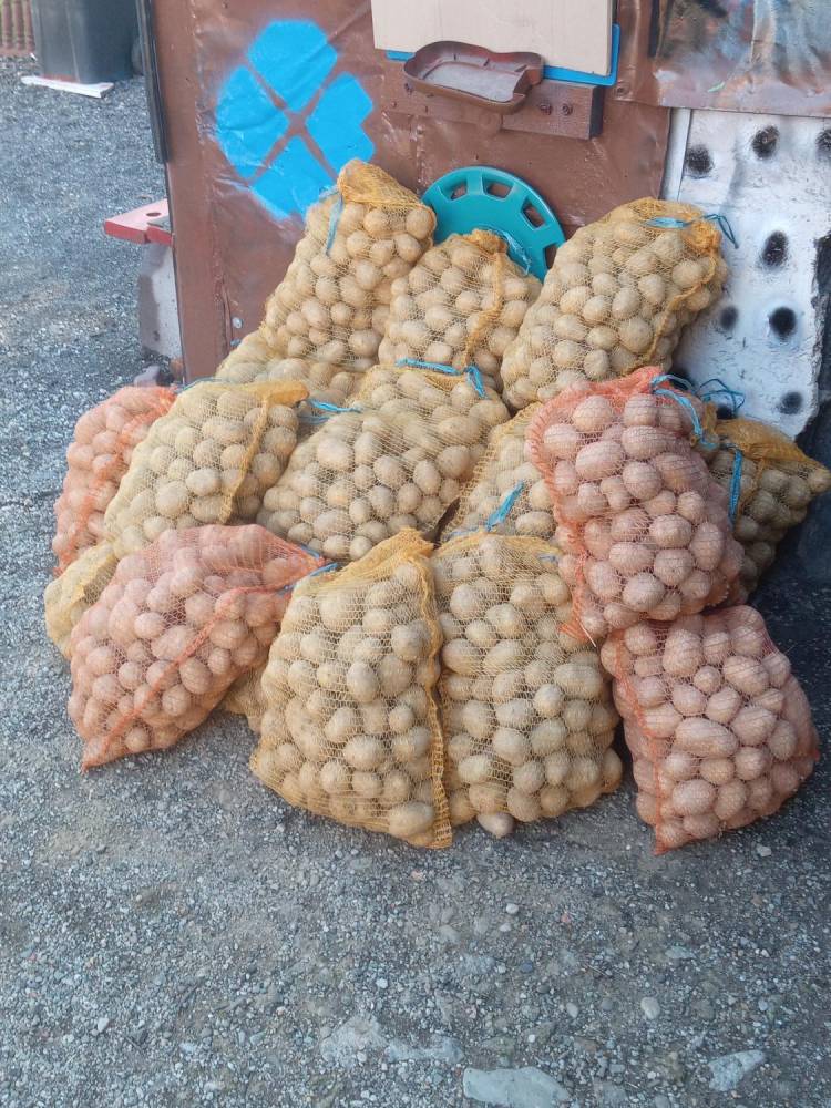 ox_ziemniaki-jadalne-odm-gala-i-queen-anne-z-malego-gospodarstwa