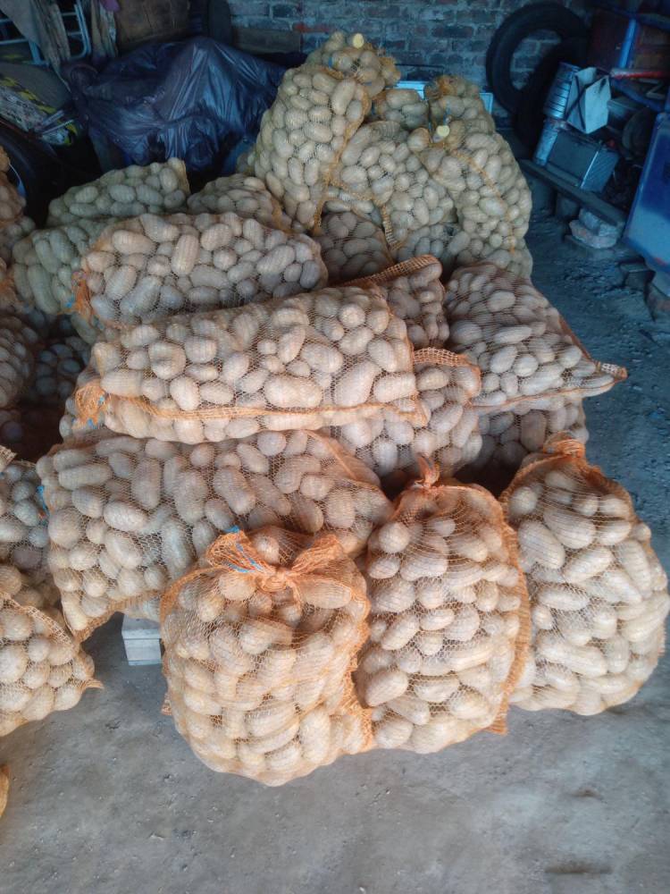 ox_ziemniaki-jadalne-odm-gala-i-queen-anne-z-malego-gospodarstwa