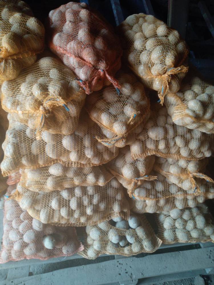 ox_ziemniaki-odm-otruda-gala-cena-285-zl-1kg-lub-16-koron-cz1-kg