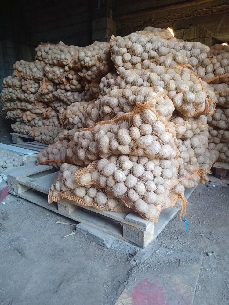 ox_ziemniaki-odm-otruda-gala-cena-285-zl-1kg-lub-16-koron-cz1-kg
