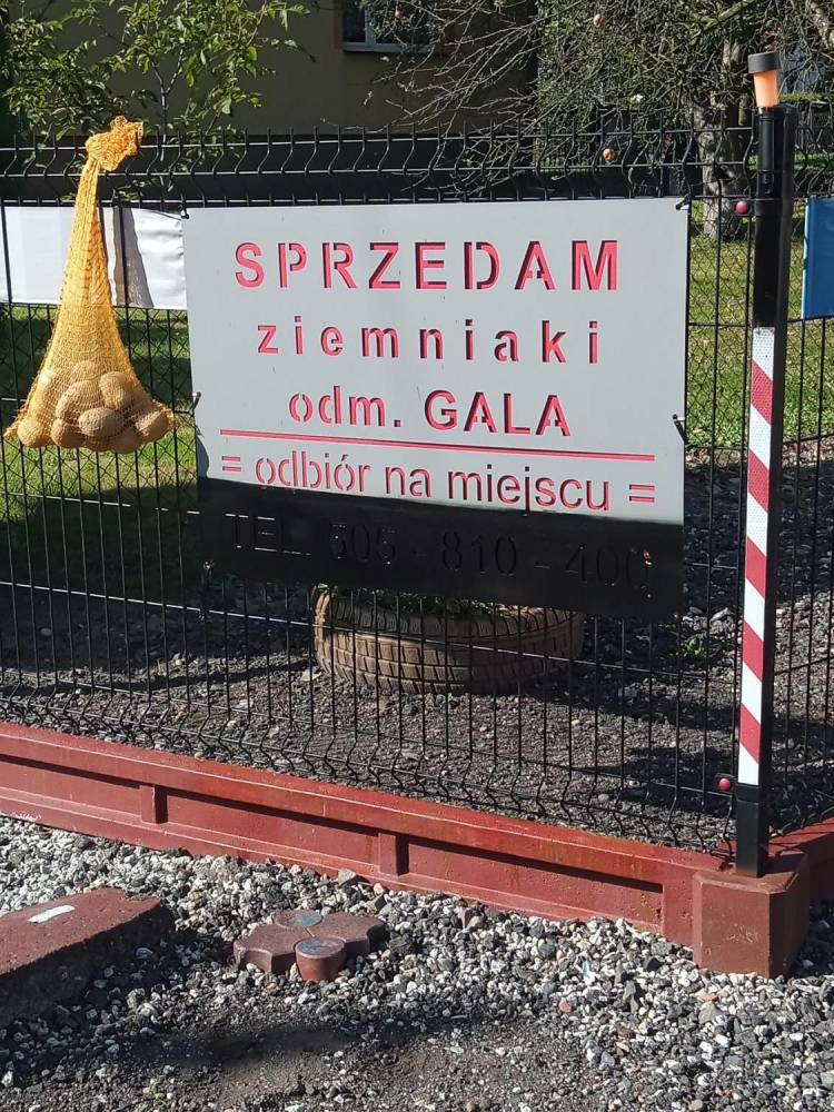 ox_ziemniaki-odm-gala-juz-na-zime-z-mojej-nie-duzej-dzialki