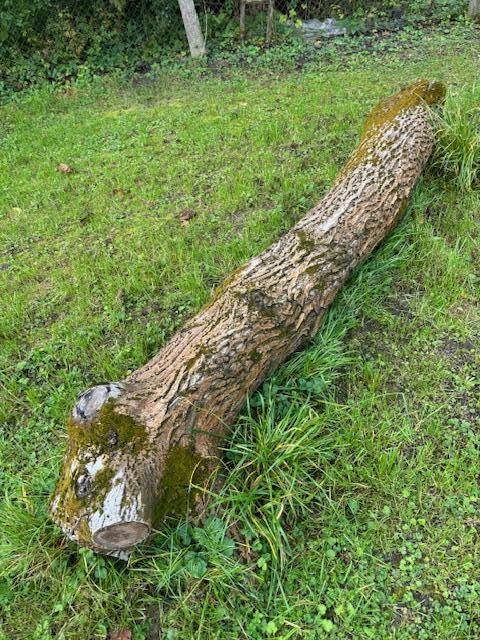 ox_sprzedam-pnie-konary-drzew-orzecha-sosny-jodly