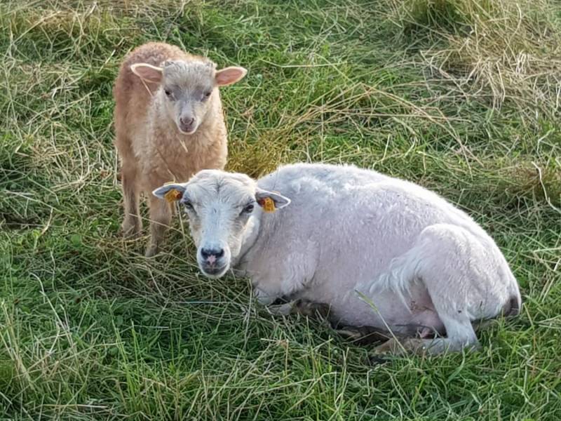 ox_sprzedam-owce-rasy-skudde
