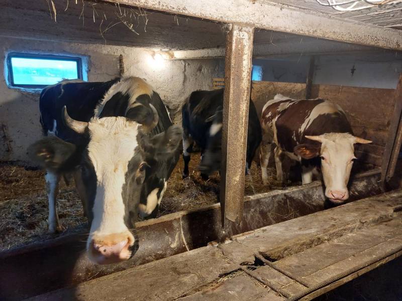 ox_okazja-jalowka-2-letnia-3-sztuki-likwidacja-gospodarstwa