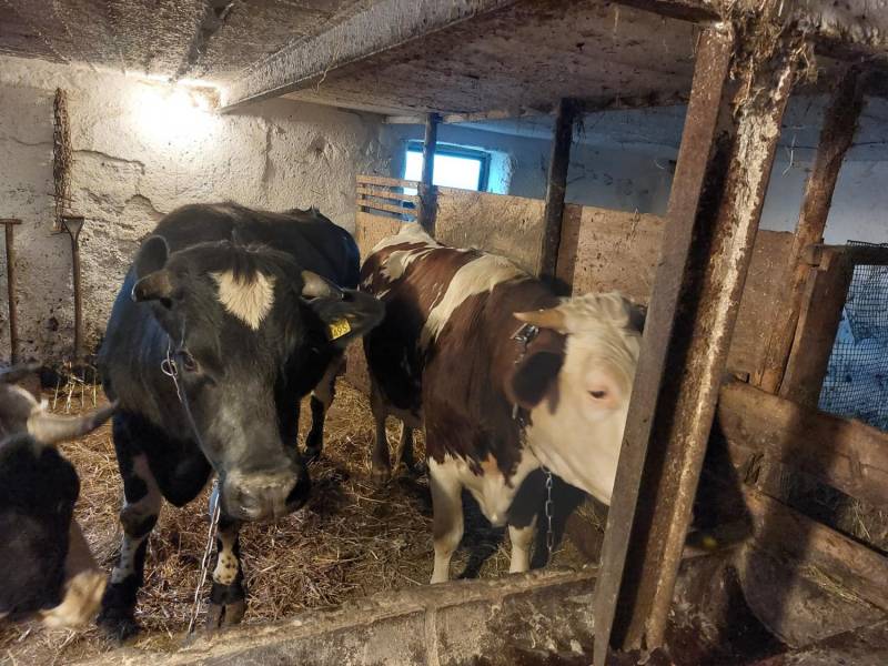 ox_okazja-jalowka-2-letnia-3-sztuki-likwidacja-gospodarstwa