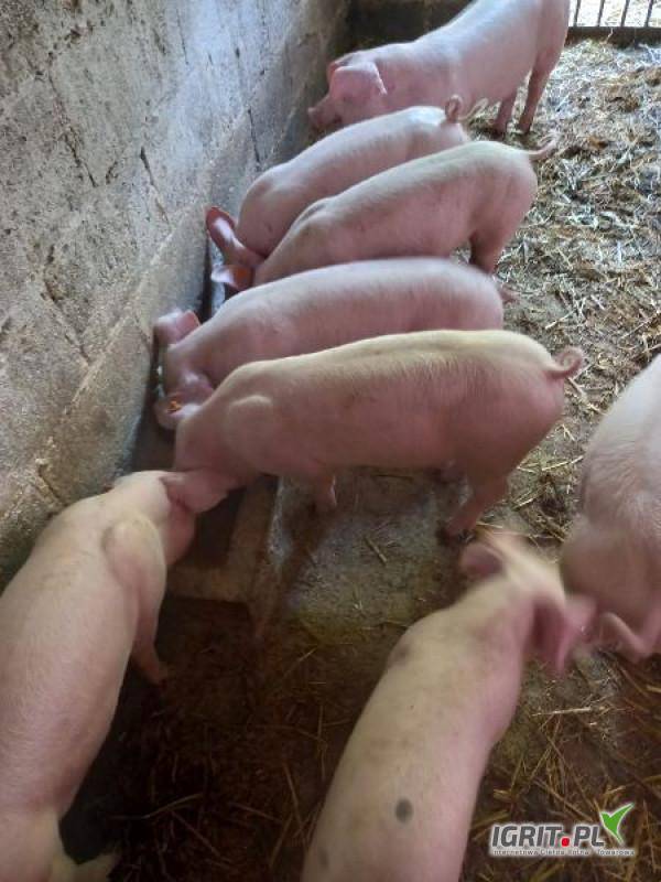 ox_prosieta-rasy-miesnej-z-cieplej-chlewni-polecam
