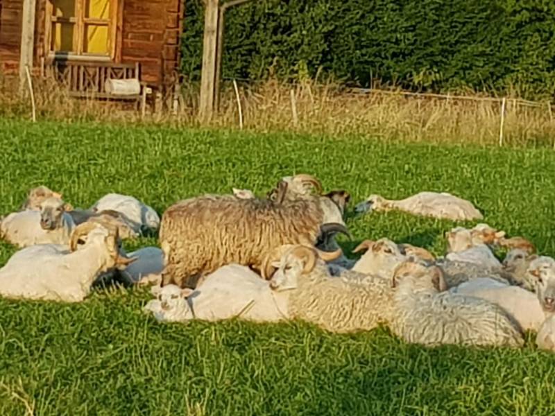 ox_sprzedam-owce-rasy-skudde