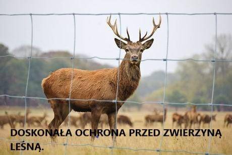 ox_siatki-lesne-ogrodzeniowe