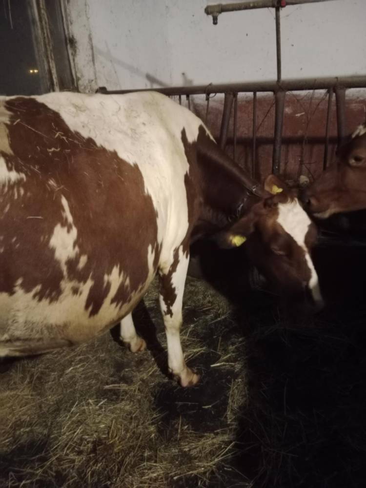 ox_sprzedam-krowe-wysokocielna