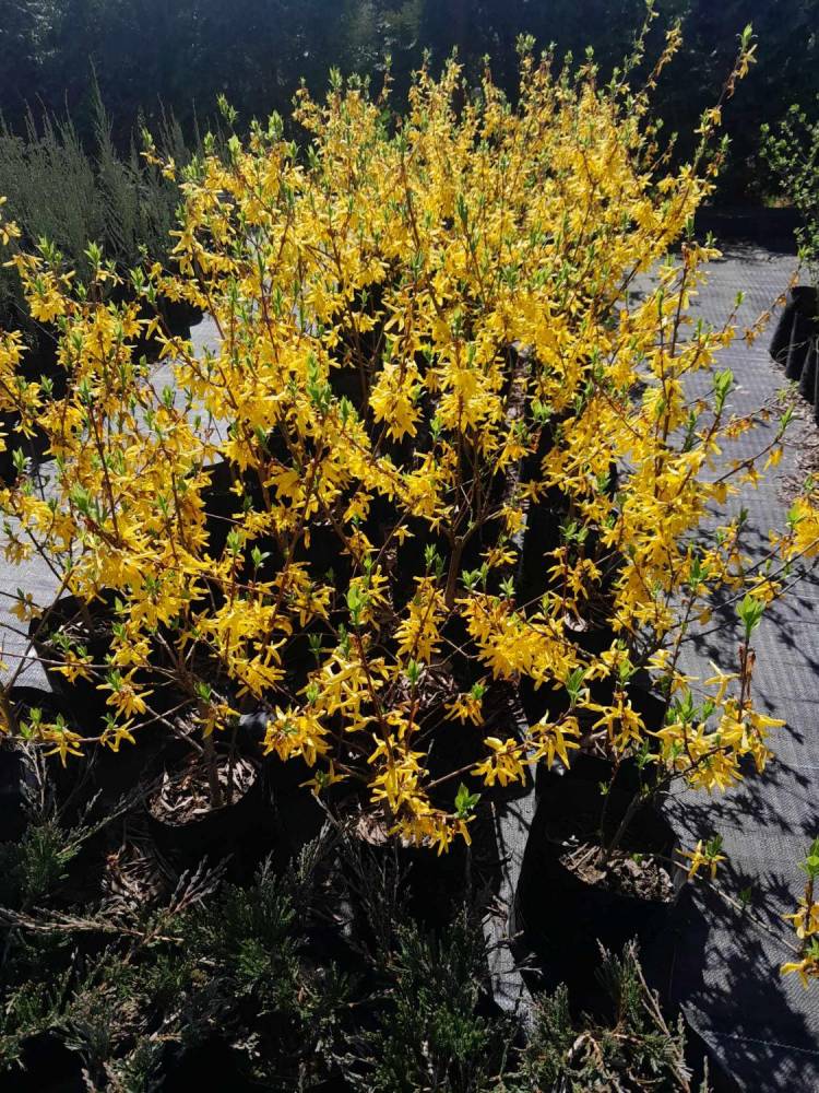 ox_sprzedam-tuje-szmaragd-braband-aureospicata-plicata-kornik-i-inne