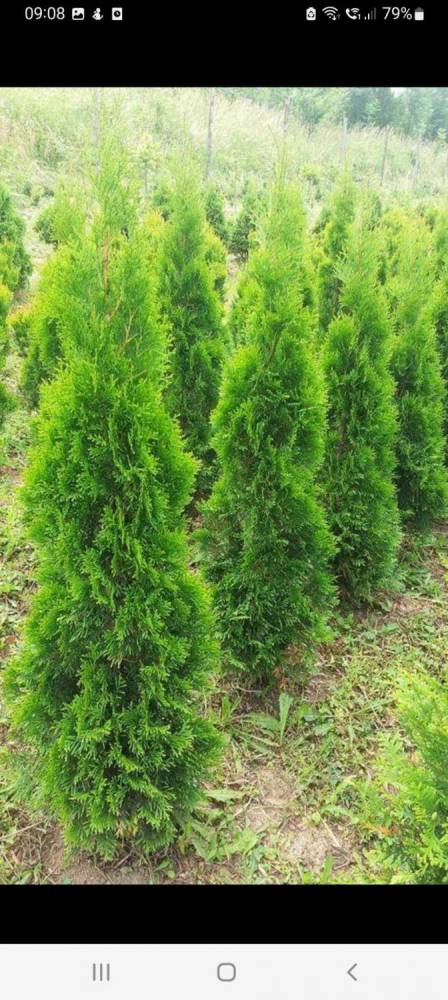 ox_sprzedam-tuje-szmaragd-braband-aureospicata-plicata-kornik-i-inne