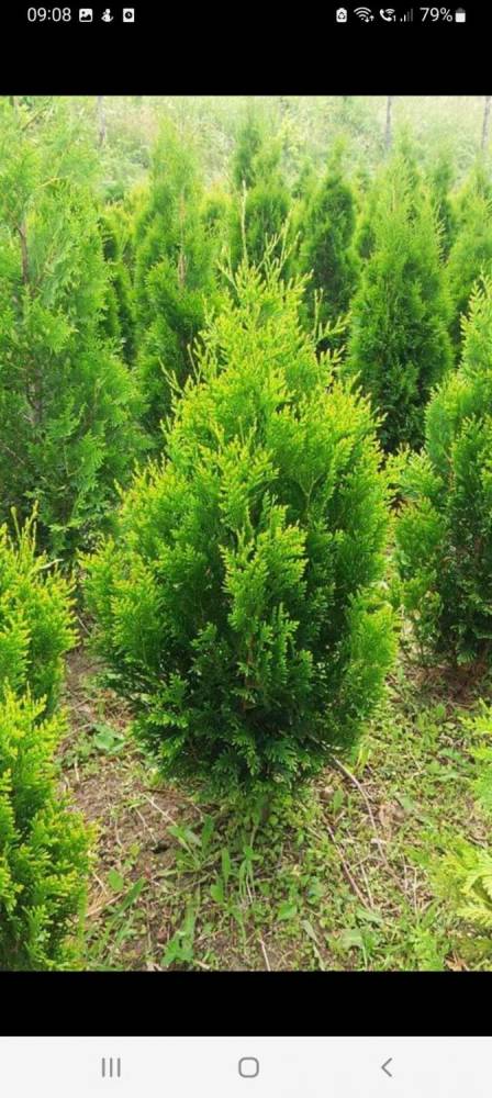 ox_sprzedam-tuje-szmaragd-braband-aureospicata-plicata-kornik-i-inne