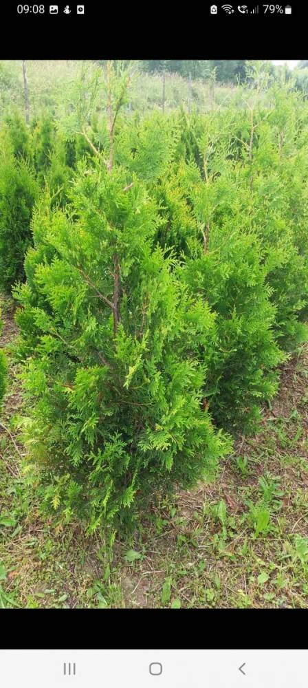ox_sprzedam-tuje-szmaragd-braband-aureospicata-plicata-kornik-i-inne