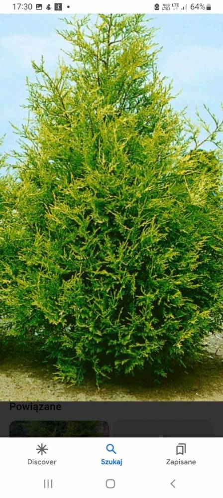 ox_sprzedam-tuje-szmaragd-braband-aureospicata-plicata-kornik-i-inne