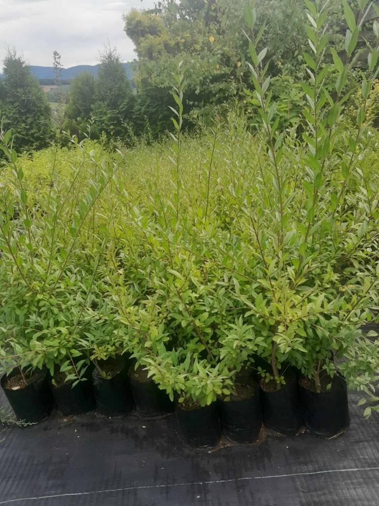 ox_sprzedam-tuje-szmaragd-braband-aureospicata-plicata-kornik-i-inne