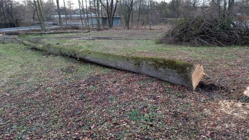 ox_drzewo-drzewa-swiezo-sciete-lipa-sosna-na-opal-kloda