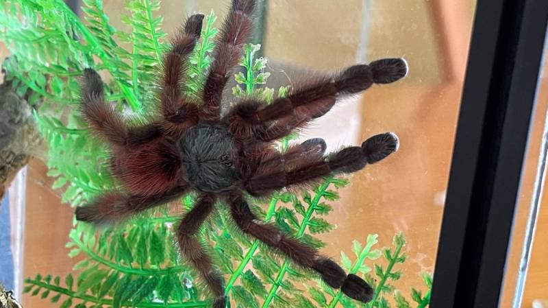 ox_ptasznik-caribena-versicolor-samica-4dc-nowe-terrarium