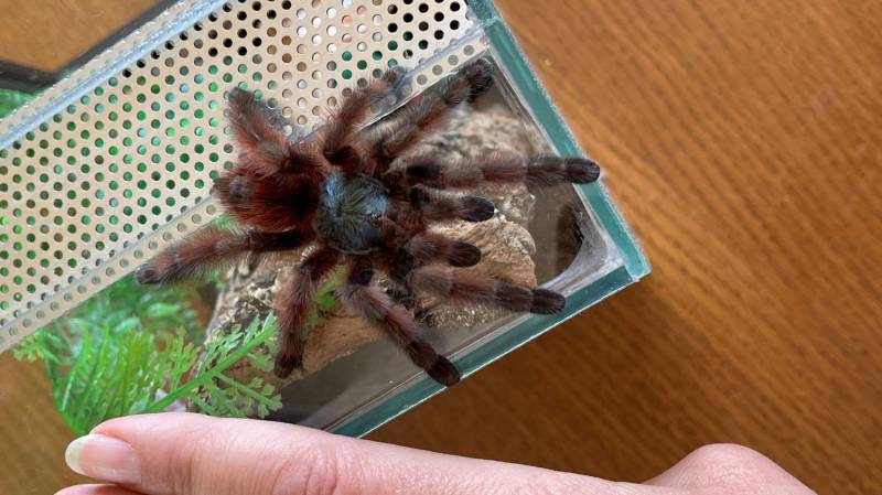 ox_ptasznik-caribena-versicolor-samica-4dc-nowe-terrarium