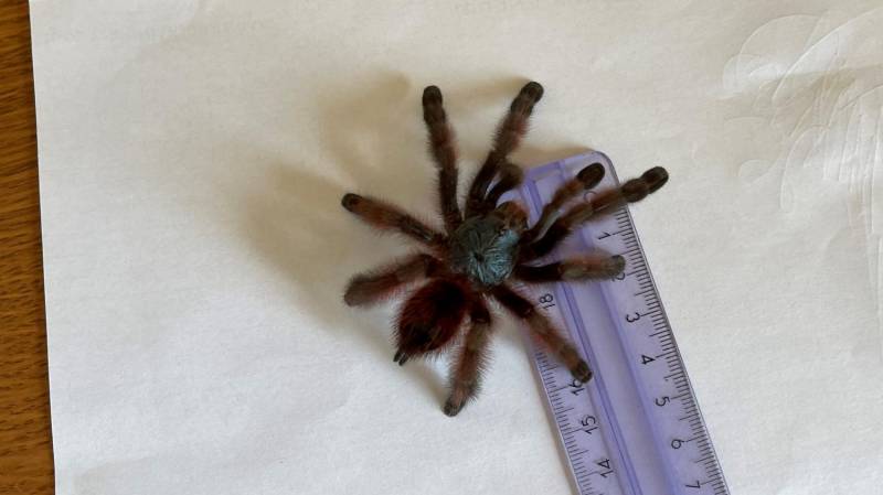 ox_ptasznik-caribena-versicolor-samica-4dc-nowe-terrarium