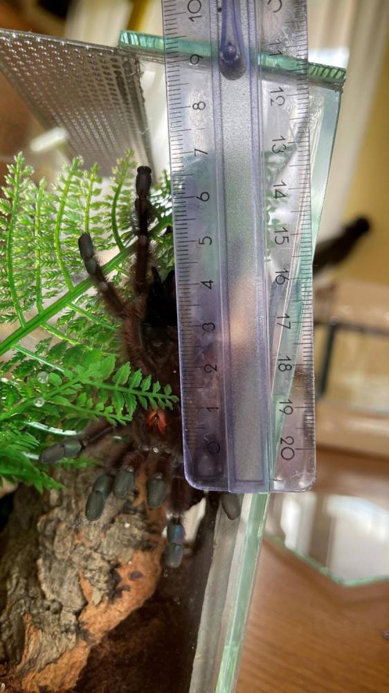 ox_ptasznik-caribena-versicolor-samica-4dc-nowe-terrarium
