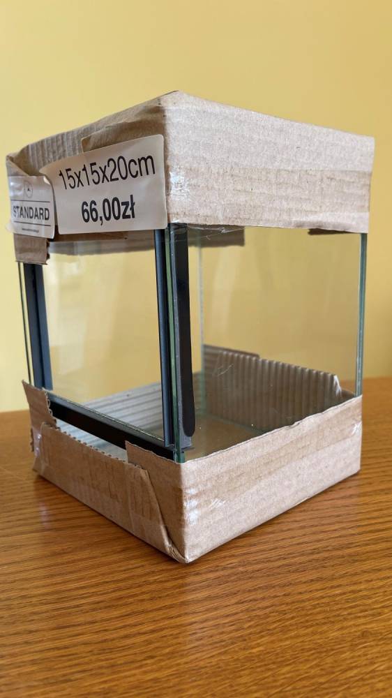 ox_ptasznik-caribena-versicolor-samica-4dc-nowe-terrarium