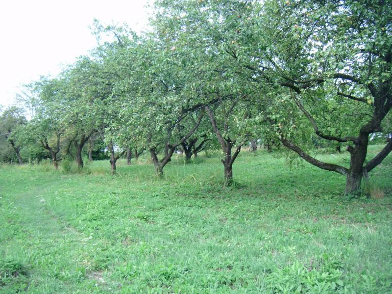 ox_sprzedam-jablka-papierowki-z-wlasnego-sadu-ekologiczne