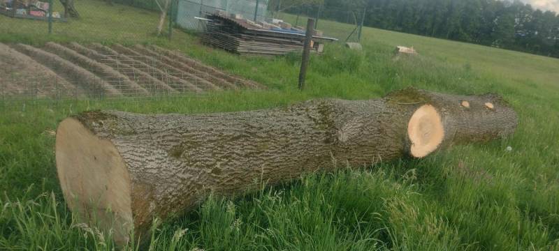 ox_sprzedam-drzewo-tartaczne-jesion