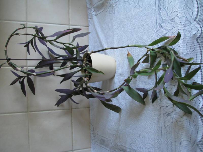 ox_trzykrotka-purpurowa-tradeskancja-setkrezja-fioletowa-roslinka
