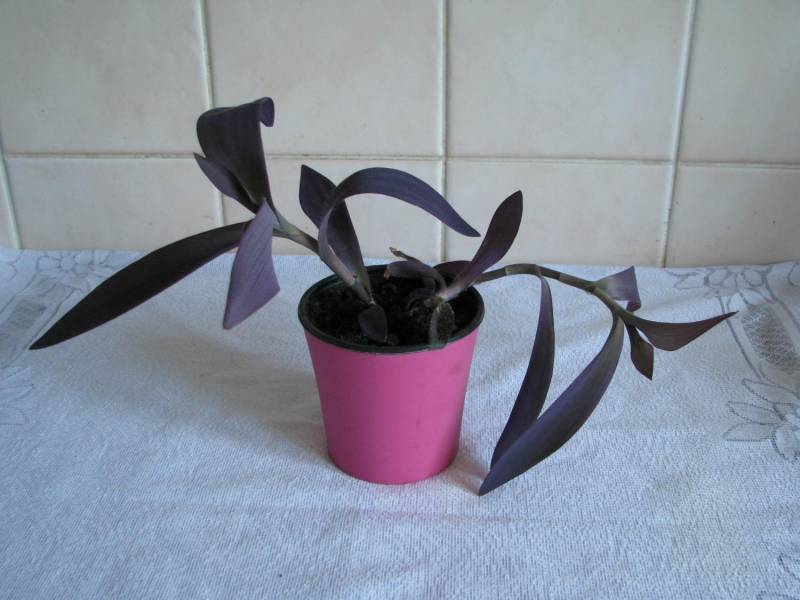 ox_trzykrotka-purpurowa-tradeskancja-setkrezja-fioletowa-roslinka