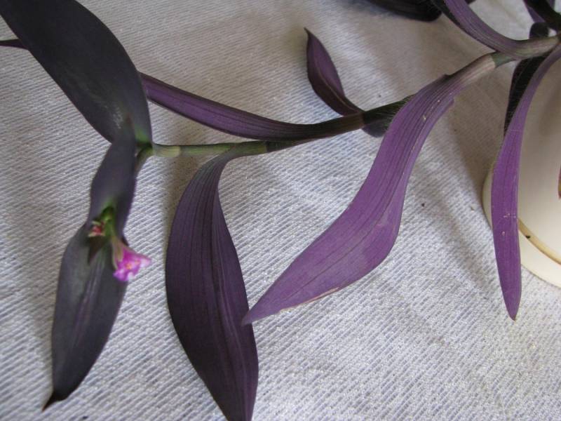 ox_trzykrotka-purpurowa-tradeskancja-setkrezja-fioletowa-roslinka
