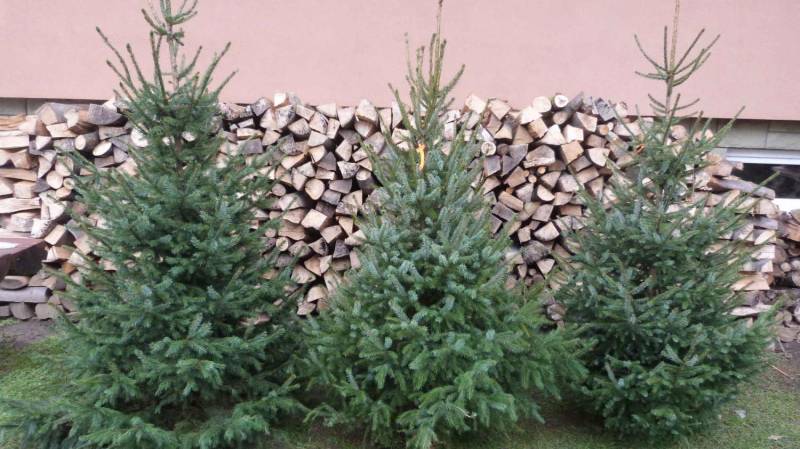 ox_choinki-swiateczne-z-wlasnej-plantacji-sosna-jodla-swierk