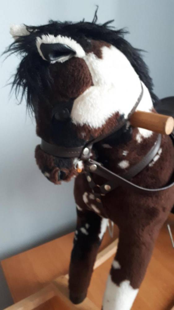 ox_konik-na-biegunach