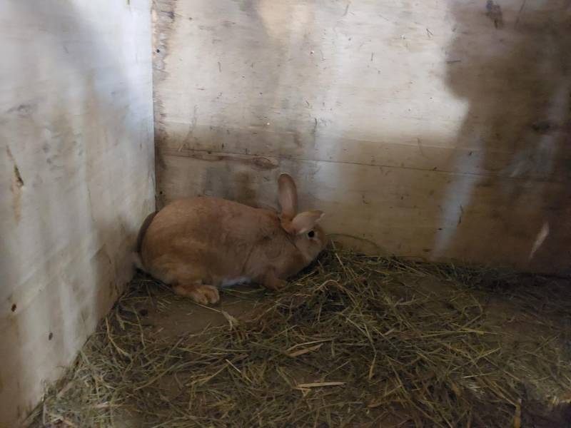 ox_okazja-samica-krolika-3-sztuki