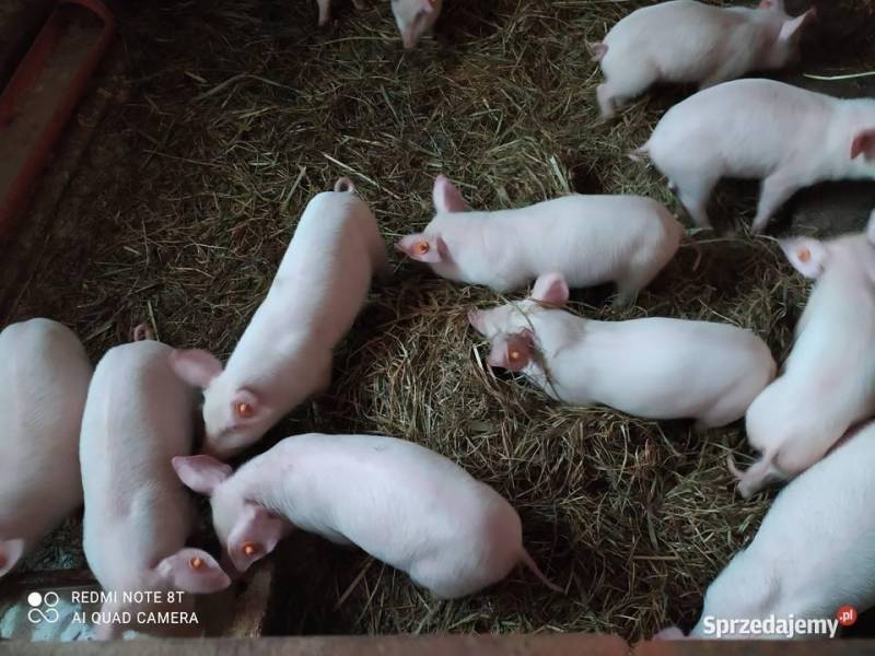 ox_prosieta-rasy-miesnej-ogloszenie-dodane-na-zyczenie-corki