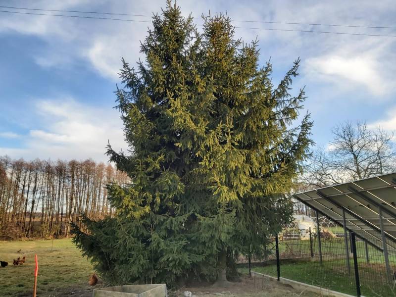 ox_3-drzewa-swierkowe-srednie-w-obw-oddam-za-darmo-za-sciecie-okazja