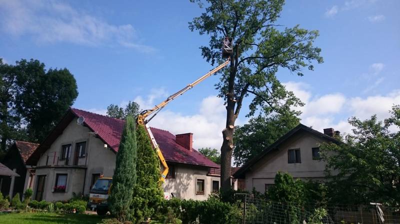 ox_wycinka-drzew-mulczowanie-terenu-czyszczenie-dzialek-karczowanie
