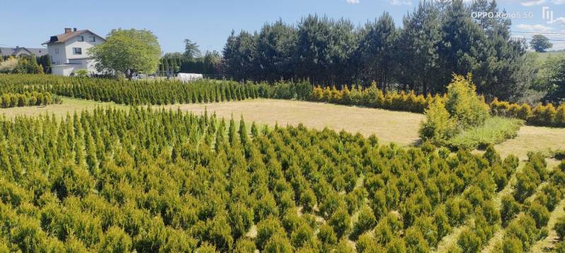 ox_sprzedam-tuje-szmaragd-thuja-smaragd-cieszyn-pruchna-z-dowozem