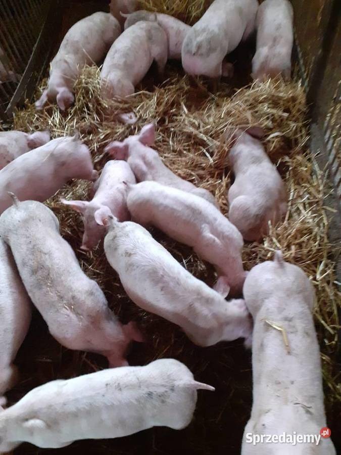 ox_prosieta-rasy-miesnej-ogloszenie-prywatne