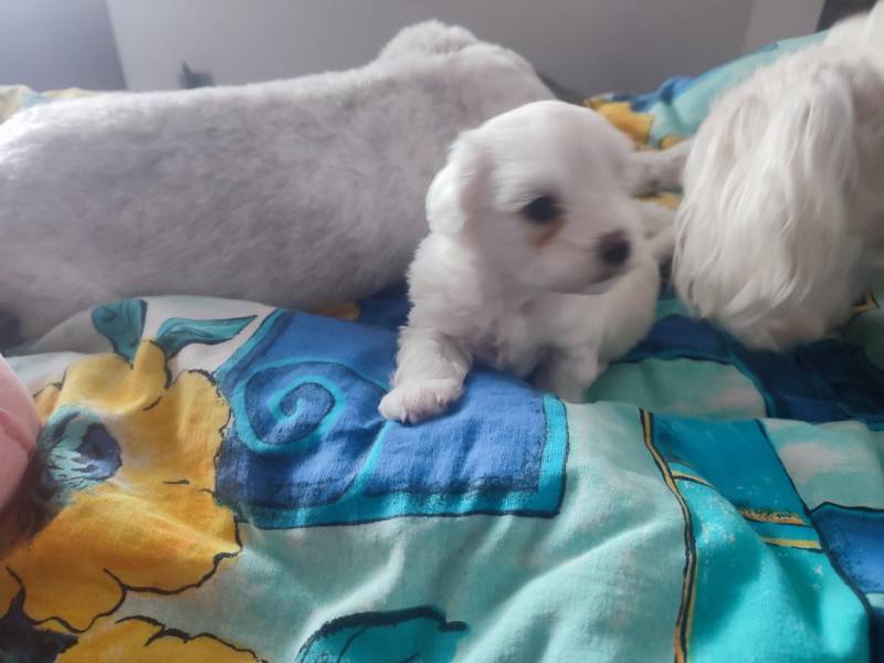 ox_suczka-maltipoo