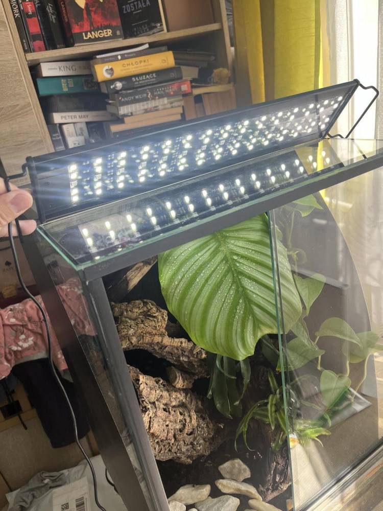ox_duze-terrarium-dla-gekona-orzesionego