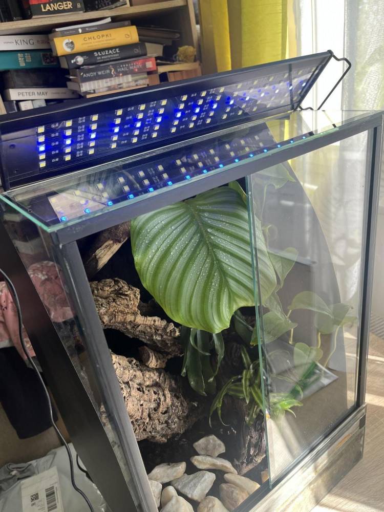 ox_duze-terrarium-dla-gekona-orzesionego