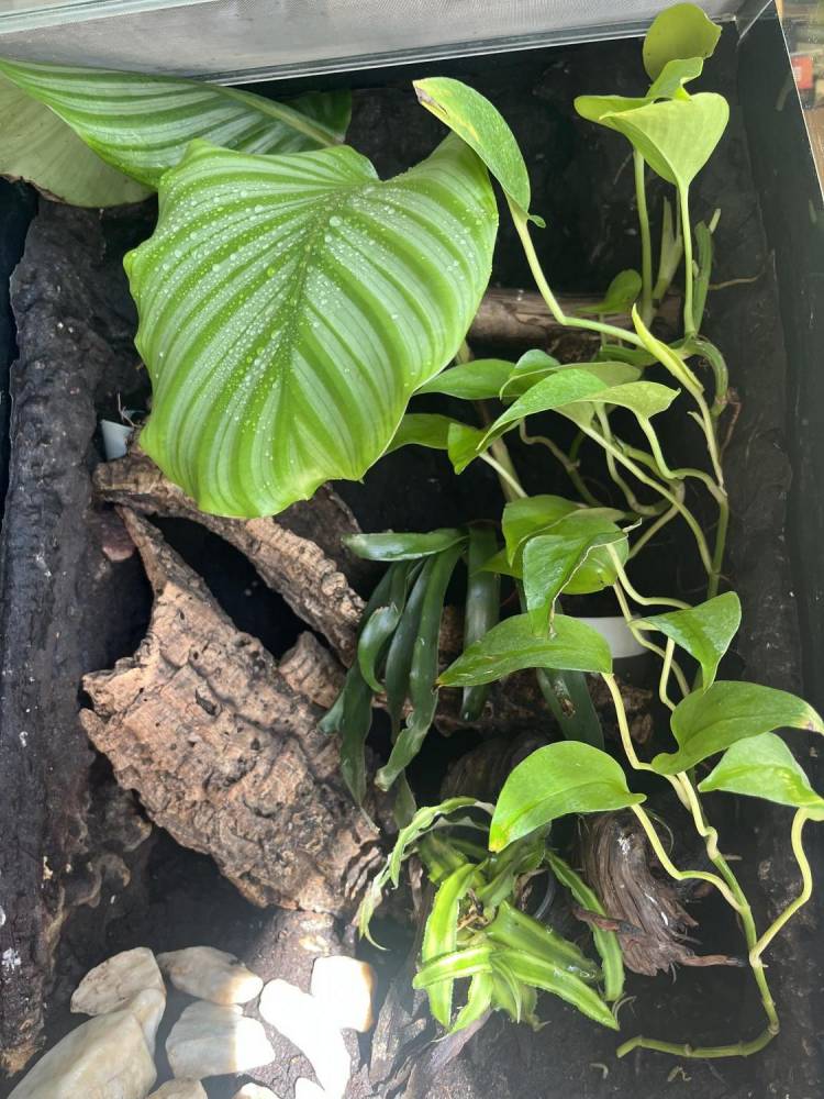 ox_duze-terrarium-dla-gekona-orzesionego