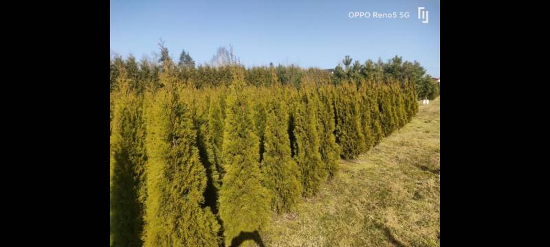 ox_sprzedam-tuje-szmaragd-thuja-smaragd-cieszyn-pruchna-z-dowozem
